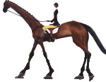 ilustrační obrázek koně